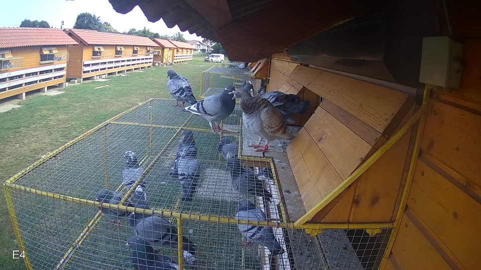 Pigeon Arrival Image For Race Race 4