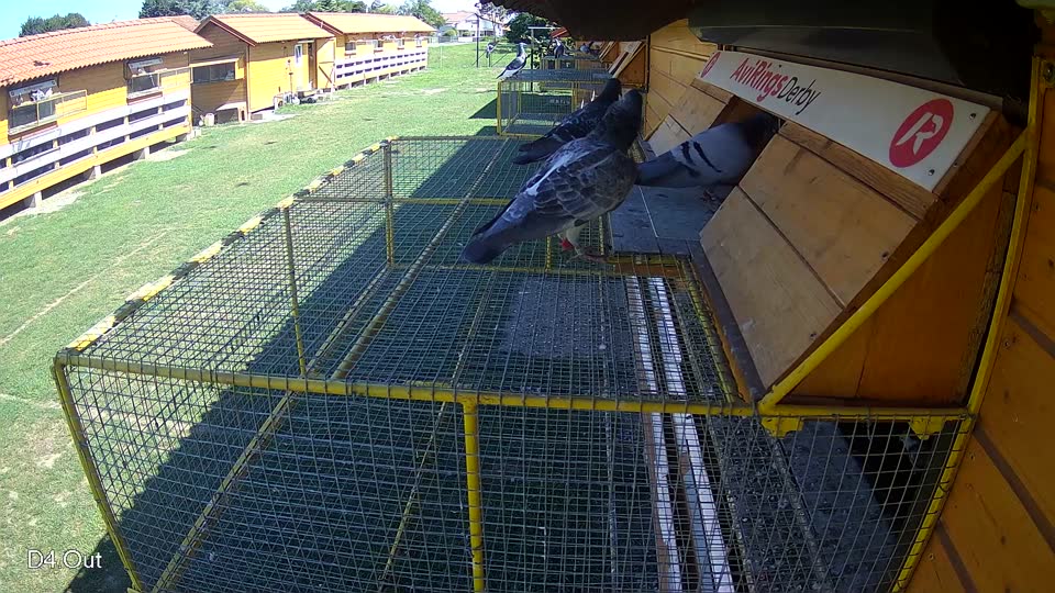 Pigeon Arrival Image For Race Race 2