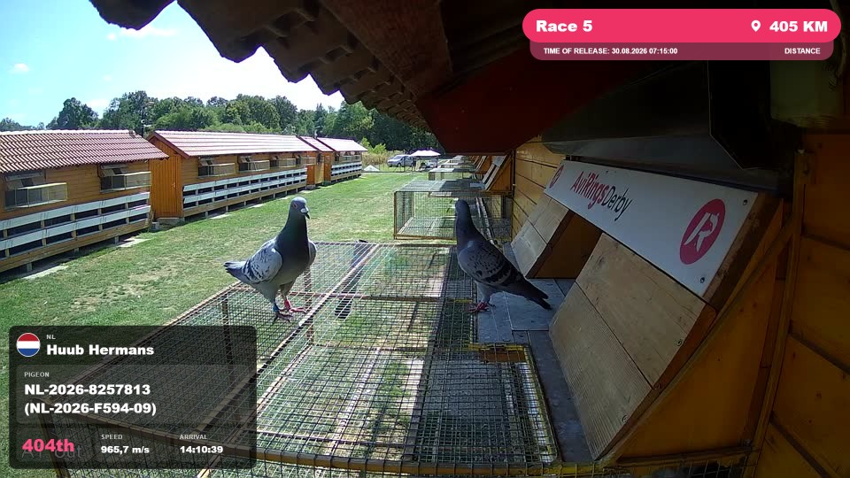 Pigeon Arrival Image For Race Race 5