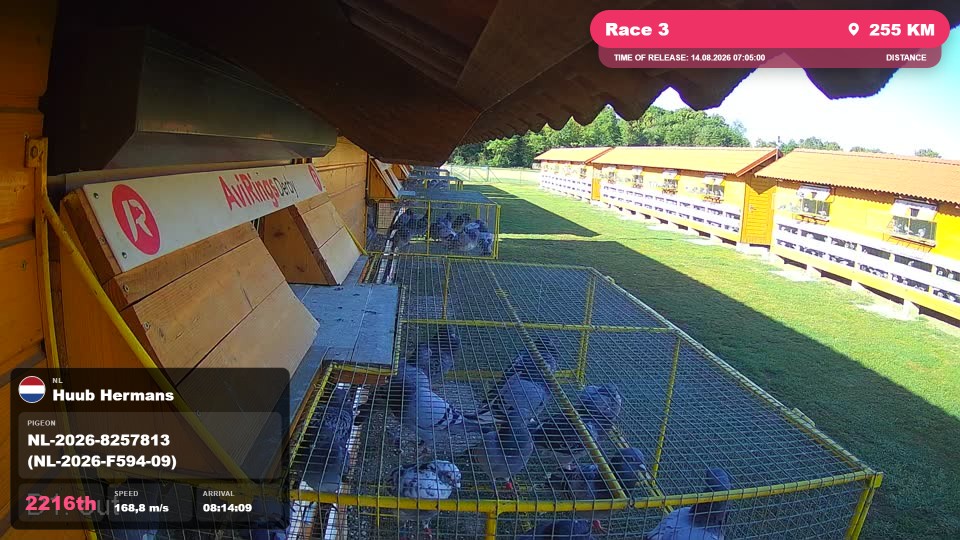 Pigeon Arrival Image For Race Race 3