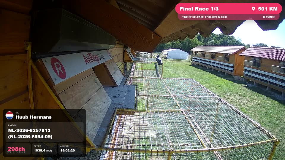 Pigeon Arrival Image For Race Final Race 1/3