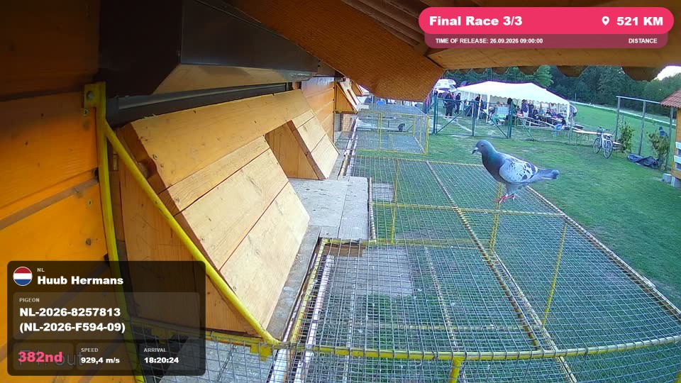 Pigeon Arrival Image For Race Final Race 3/3