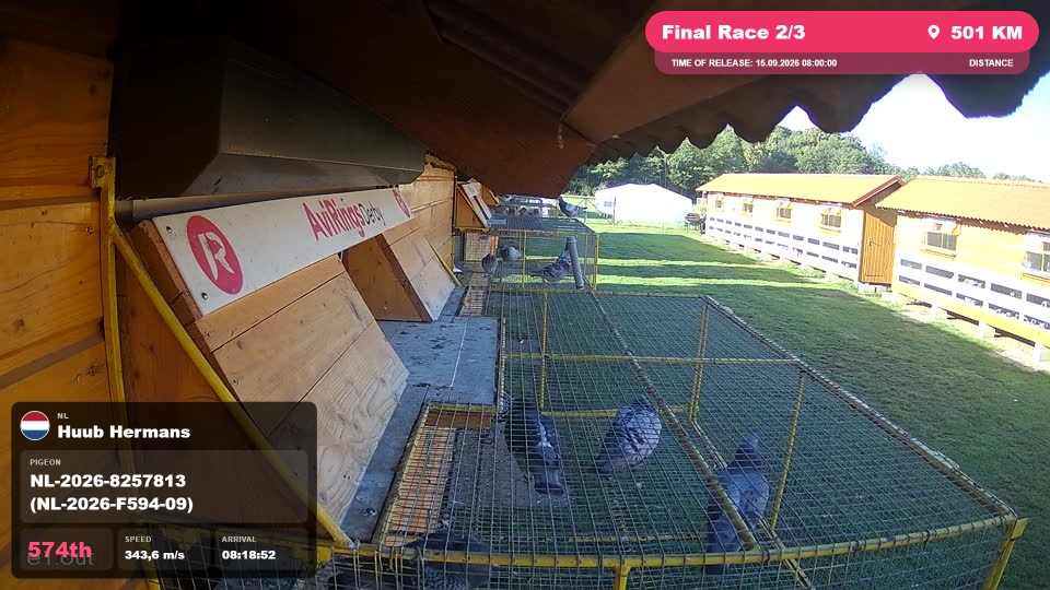 Pigeon Arrival Image For Race Final Race 2/3
