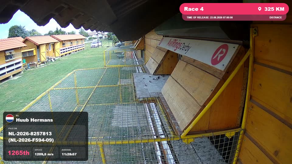 Pigeon Arrival Image For Race Race 4