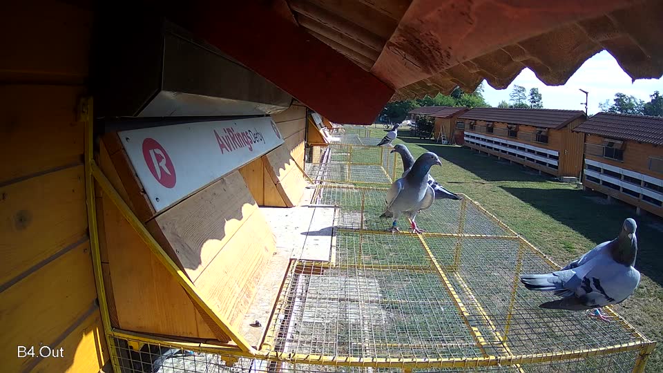 Pigeon Arrival Image For Race Race 2