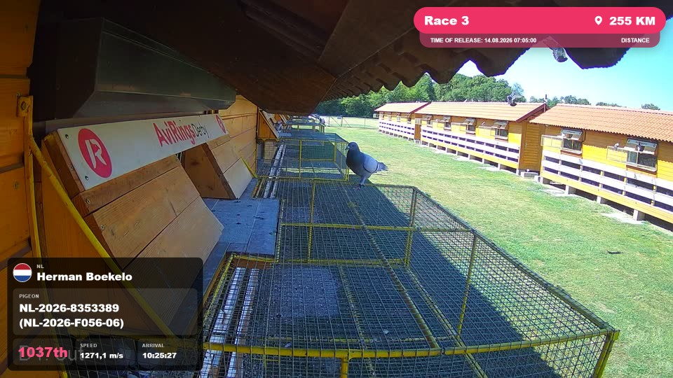 Pigeon Arrival Image For Race Race 3