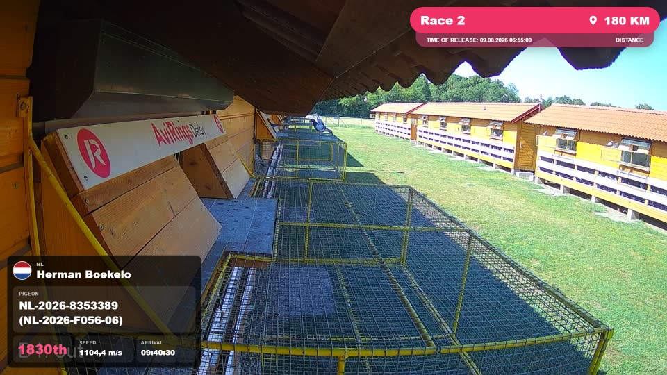 Pigeon Arrival Image For Race Race 2