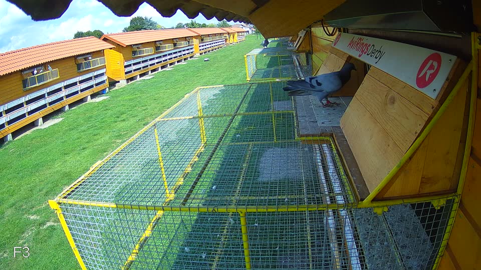 Pigeon Arrival Image For Race Race 6