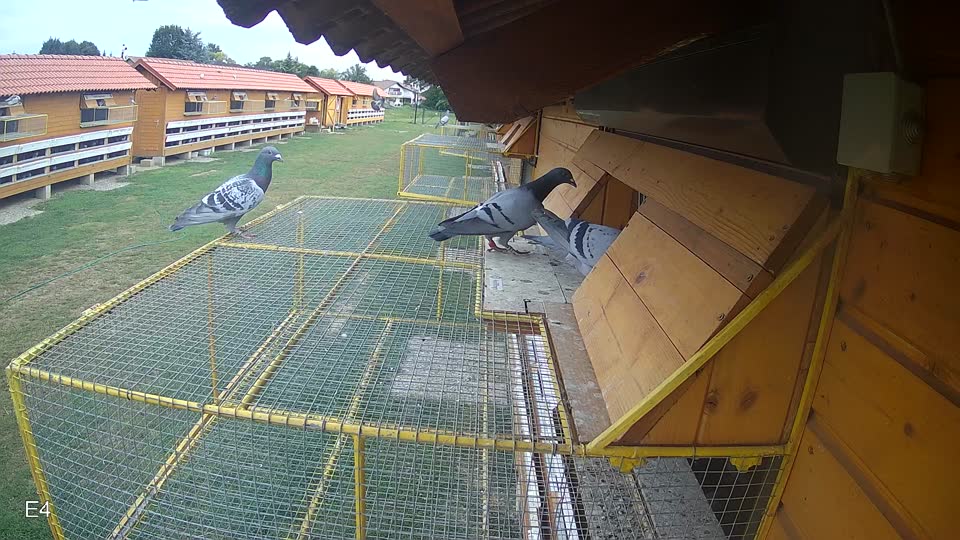 Pigeon Arrival Image For Race Race 3