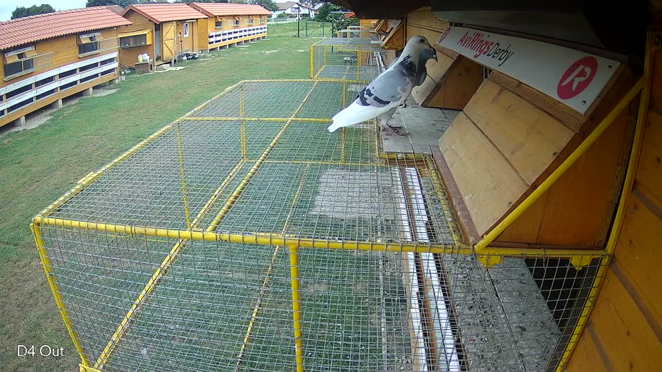 Pigeon Arrival Image For Race Race 3