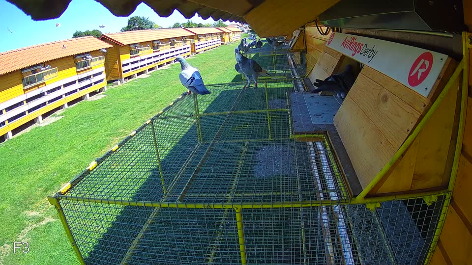 Pigeon Arrival Image For Race Race 2