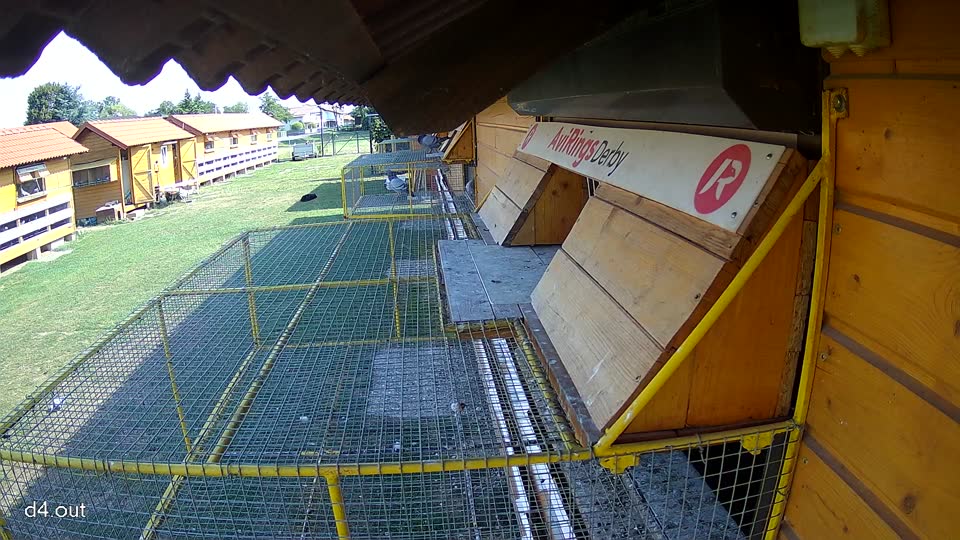 Pigeon Arrival Image For Race Race 1