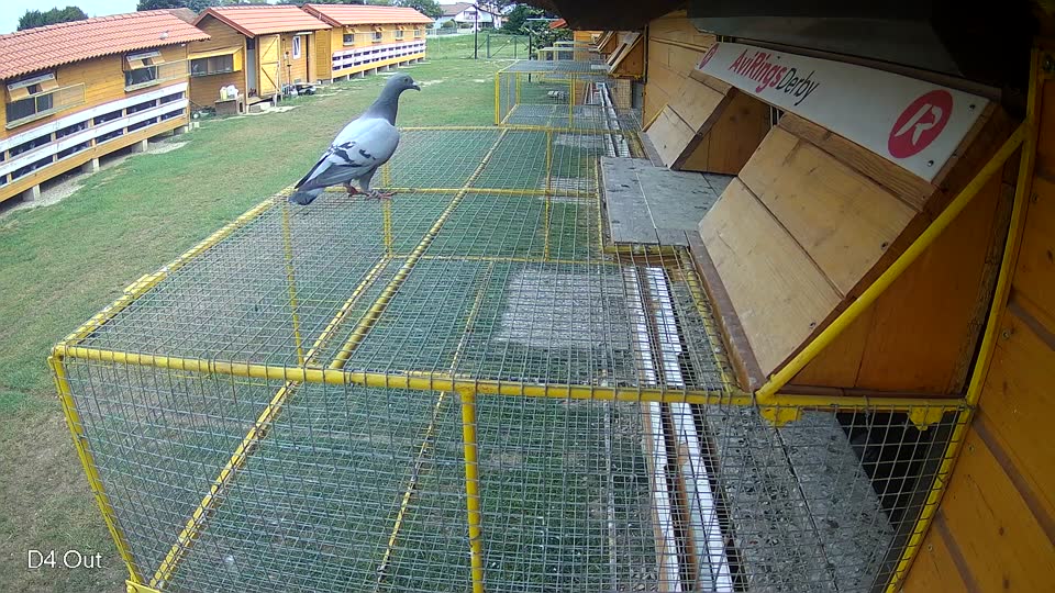 Pigeon Arrival Image For Race Race 3