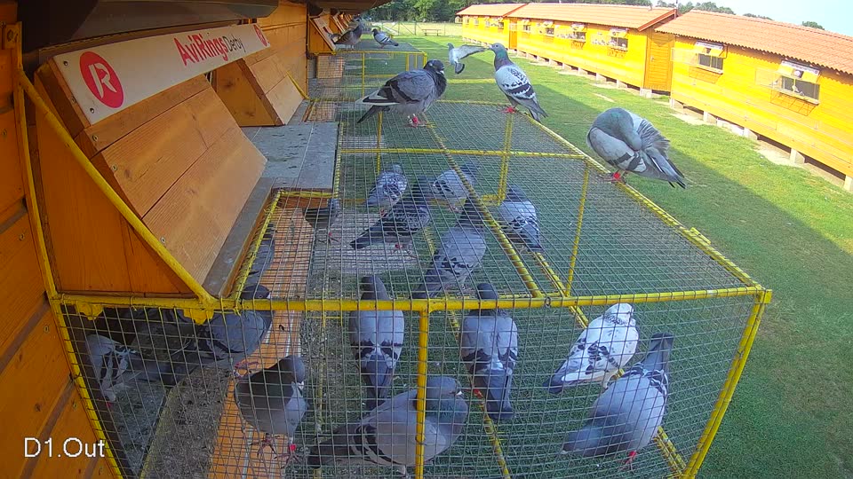 Pigeon Arrival Image For Race Race 4
