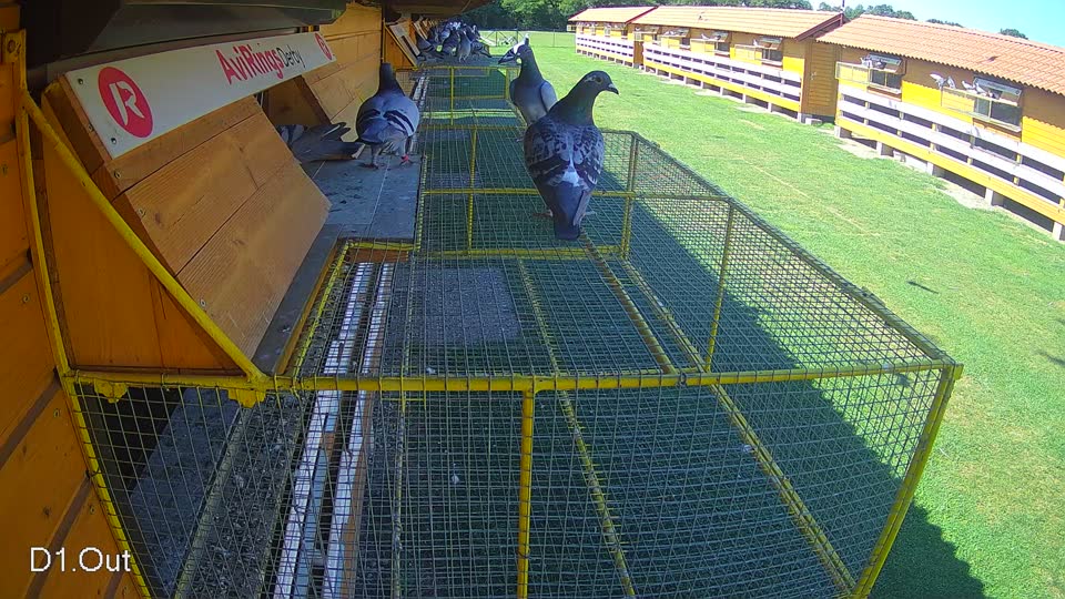 Pigeon Arrival Image For Race Race 2