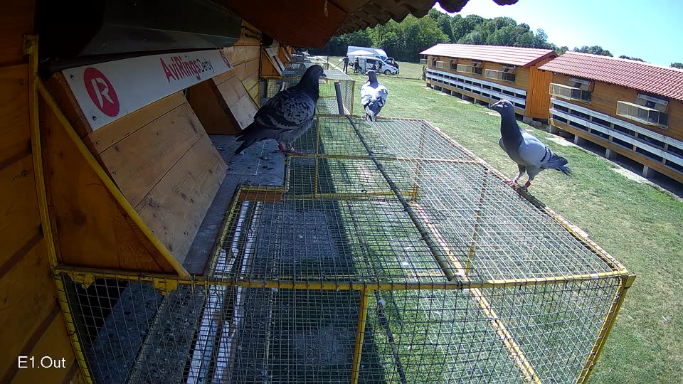 Pigeon Arrival Image For Race Race 5