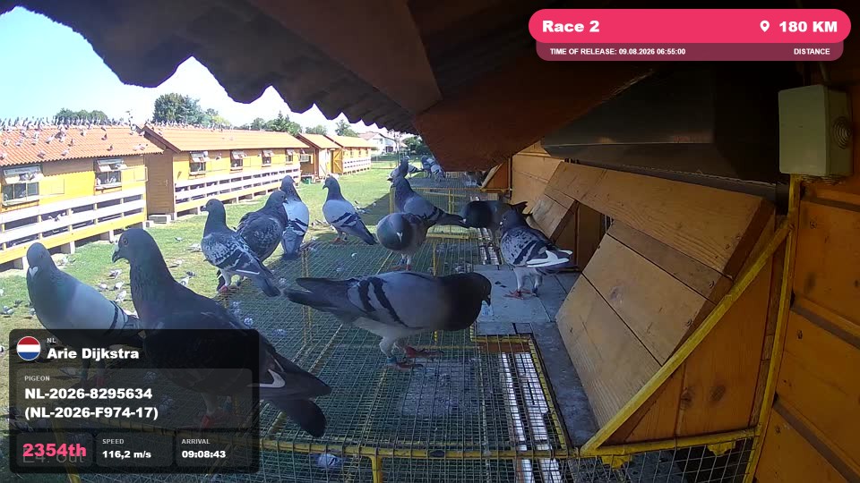 Pigeon Arrival Image For Race Race 2