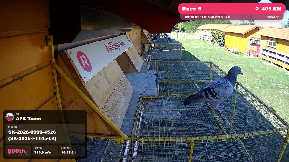 Pigeon Arrival Image For Race Race 5
