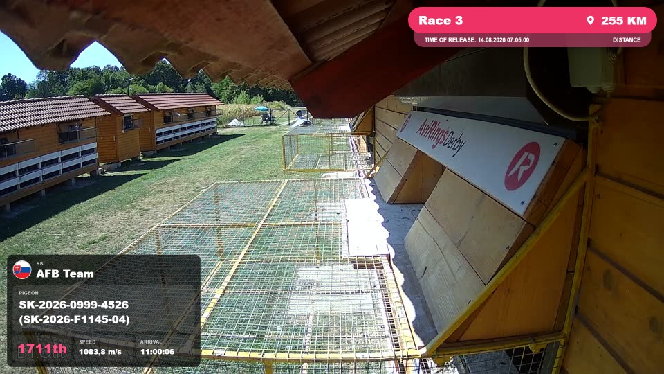 Pigeon Arrival Image For Race Race 3