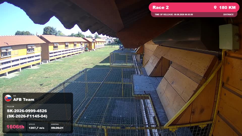 Pigeon Arrival Image For Race Race 2