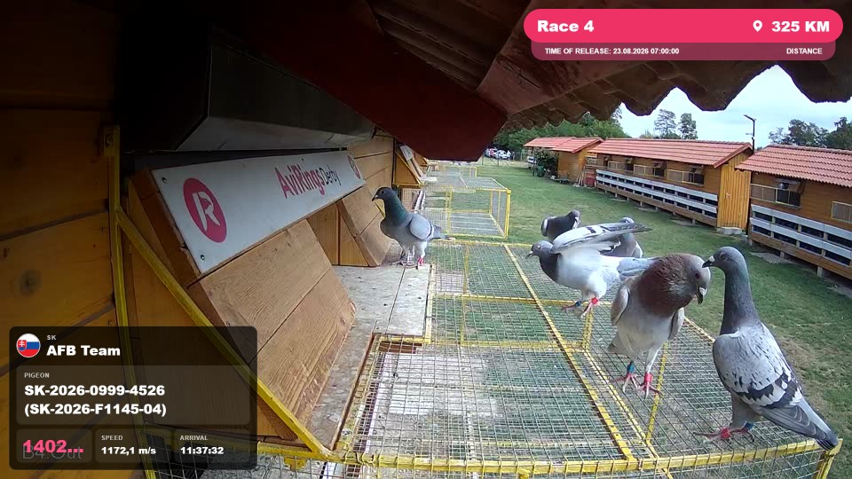 Pigeon Arrival Image For Race Race 4