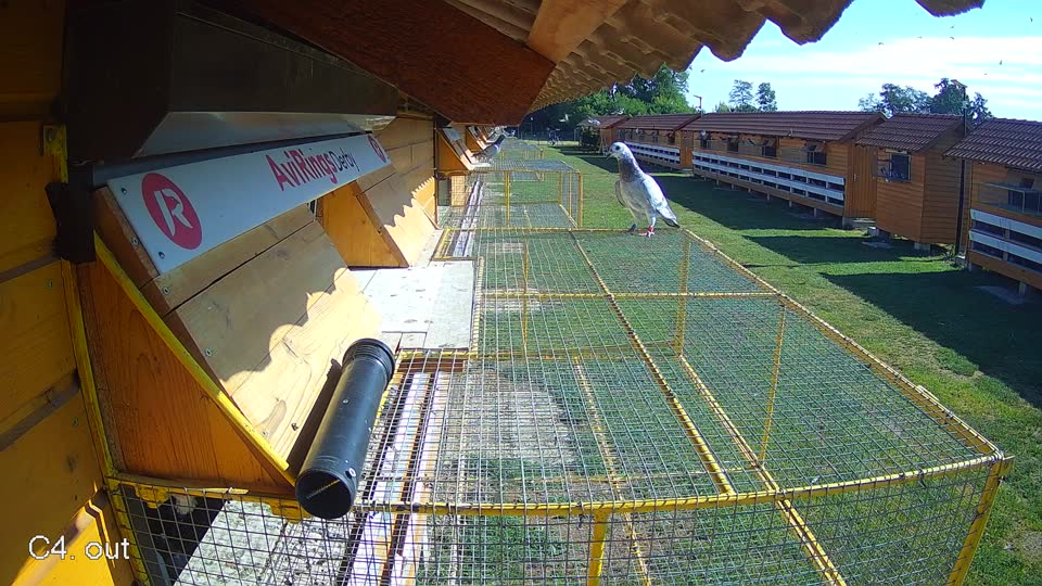 Pigeon Arrival Image For Race Race 2