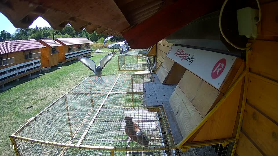 Pigeon Arrival Image For Race Race 5