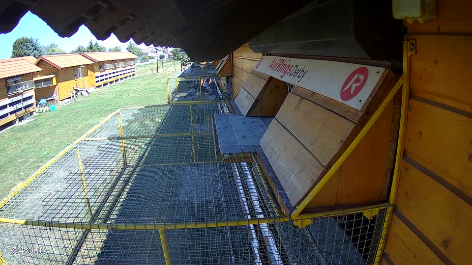 Pigeon Arrival Image For Race Race 3