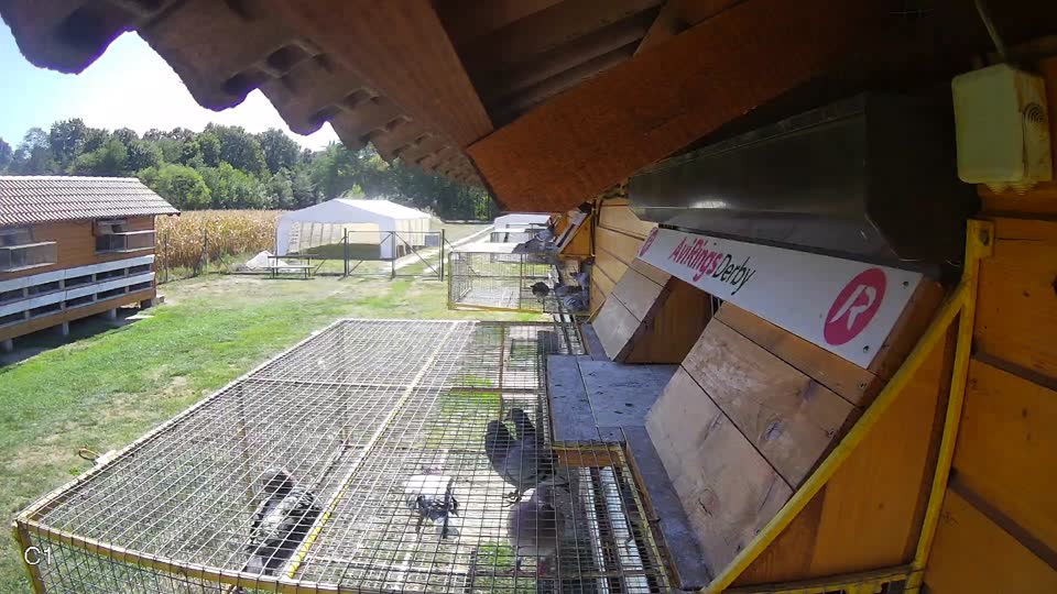 Pigeon Arrival Image For Race Final Race 1/3