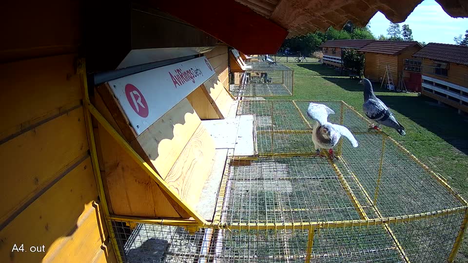 Pigeon Arrival Image For Race Race 2