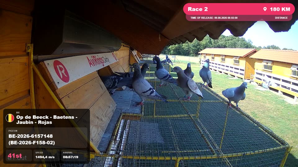 Pigeon Arrival Image For Race Race 2