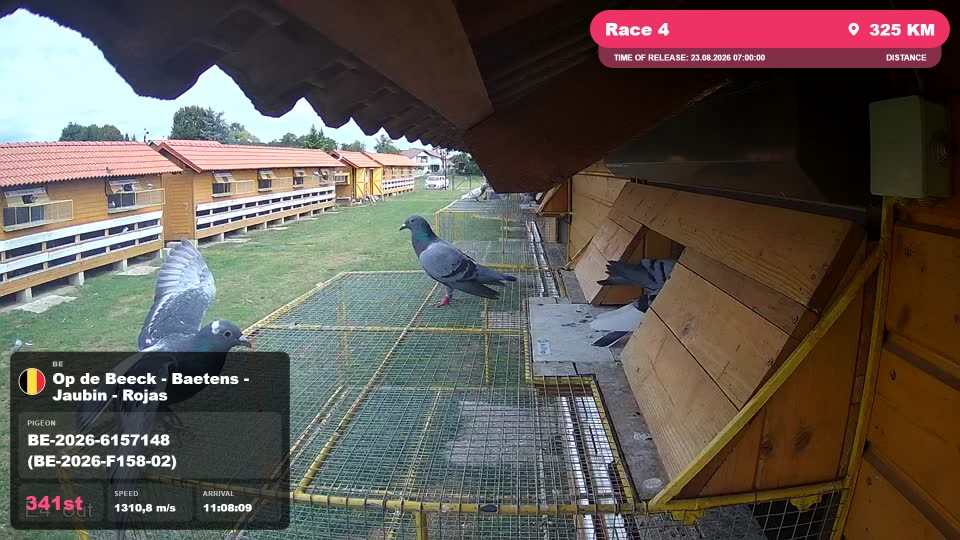Pigeon Arrival Image For Race Race 4