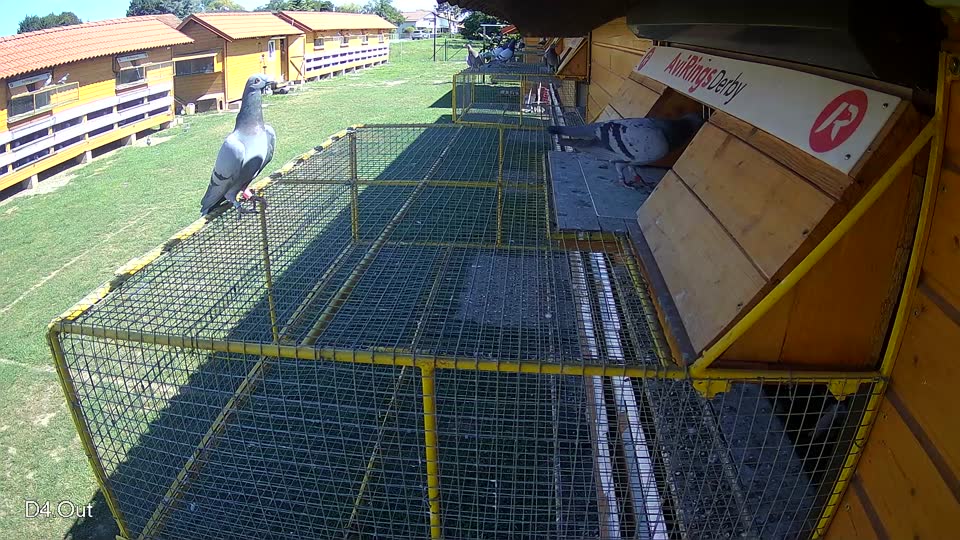 Pigeon Arrival Image For Race Race 2