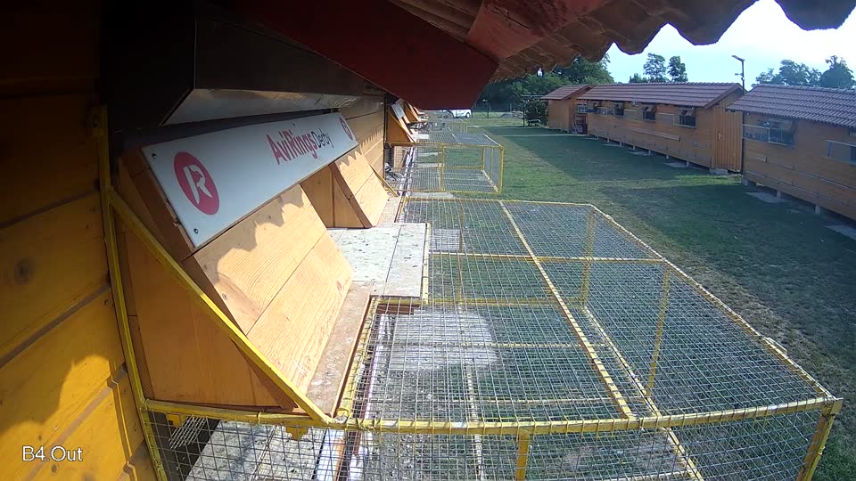 Pigeon Arrival Image For Race Race 4