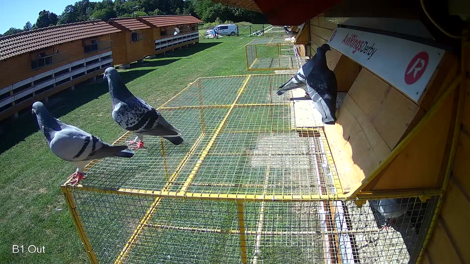 Pigeon Arrival Image For Race Race 2