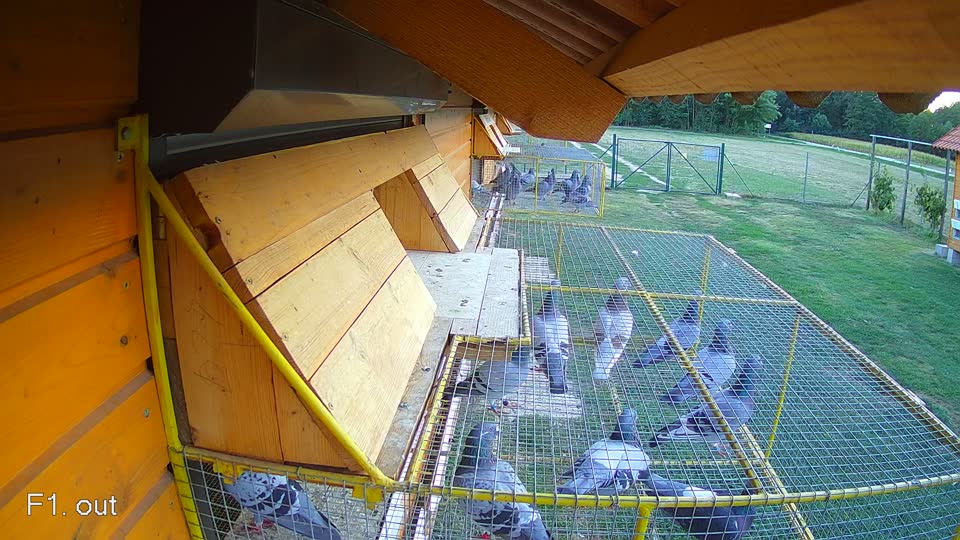 Pigeon Arrival Image For Race Race 5