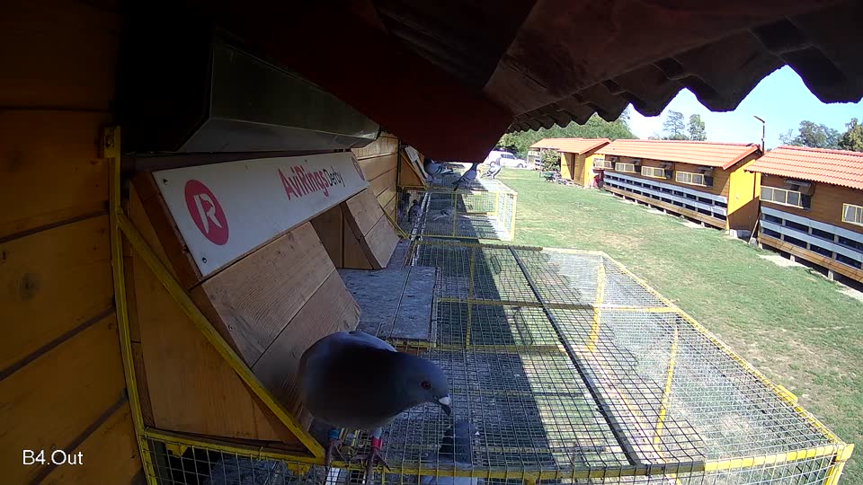 Pigeon Arrival Image For Race Final Race 1/3