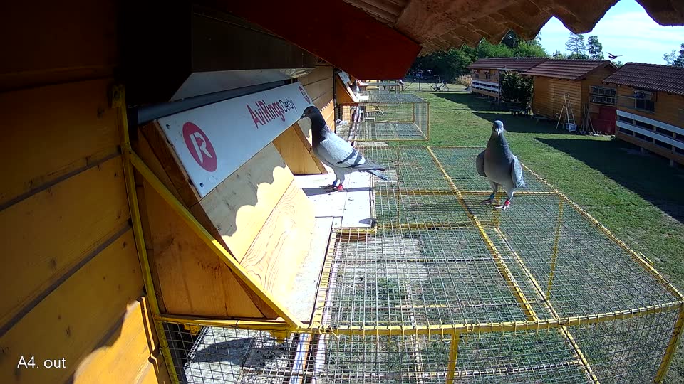 Pigeon Arrival Image For Race Race 2