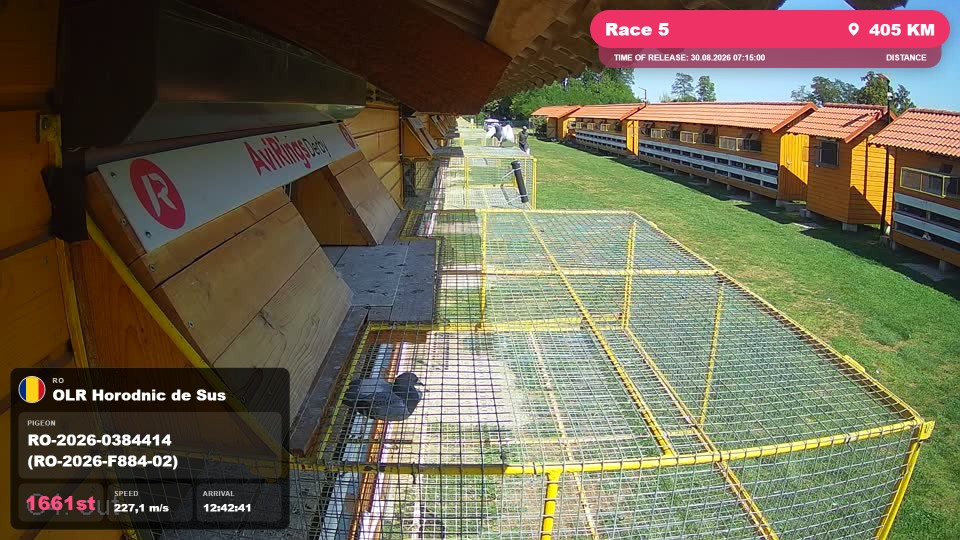 Pigeon Arrival Image For Race Race 5