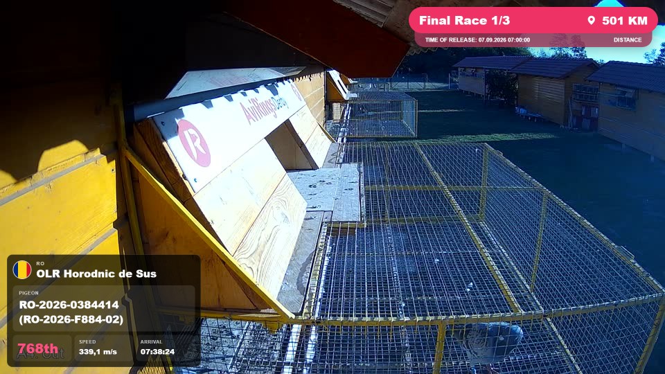 Pigeon Arrival Image For Race Final Race 1/3