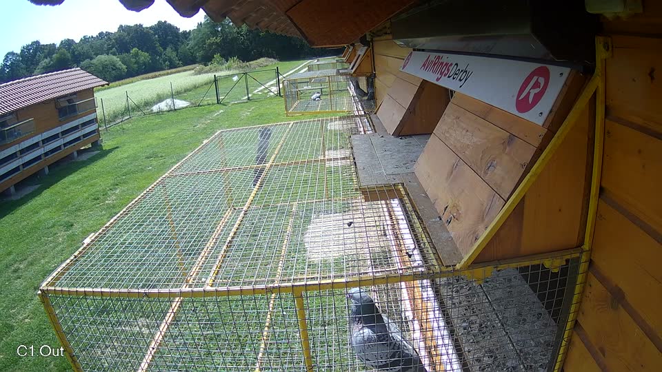 Pigeon Arrival Image For Race Race 6