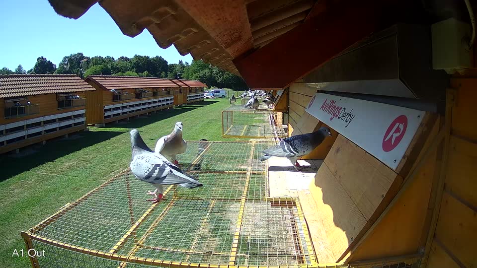 Pigeon Arrival Image For Race Race 2