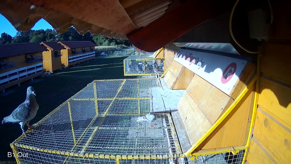 Pigeon Arrival Image For Race Race 3