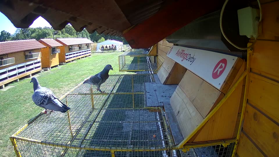 Pigeon Arrival Image For Race Final Race 1/3