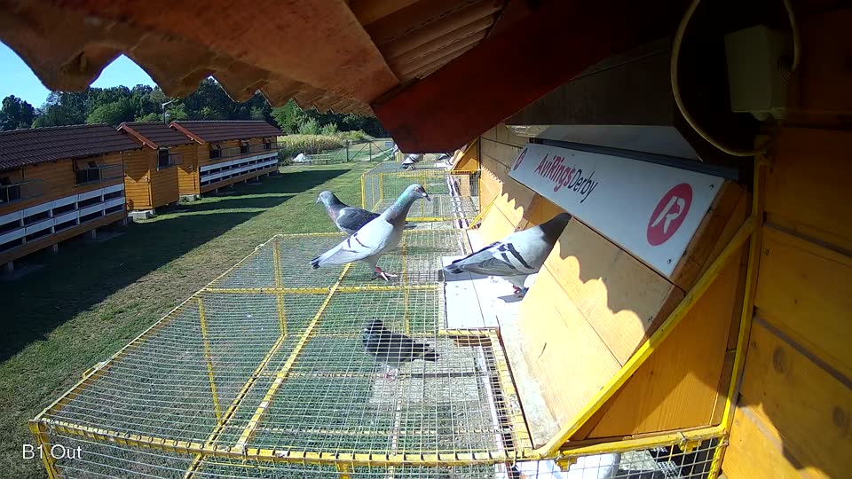 Pigeon Arrival Image For Race Race 2
