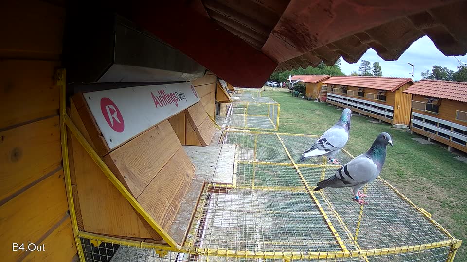 Pigeon Arrival Image For Race Race 4