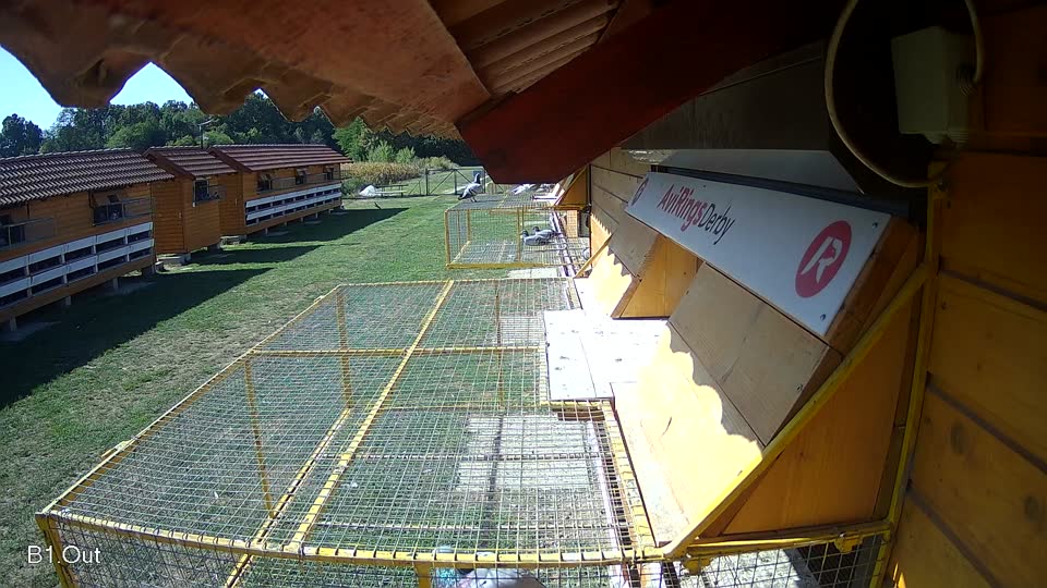 Pigeon Arrival Image For Race Race 5