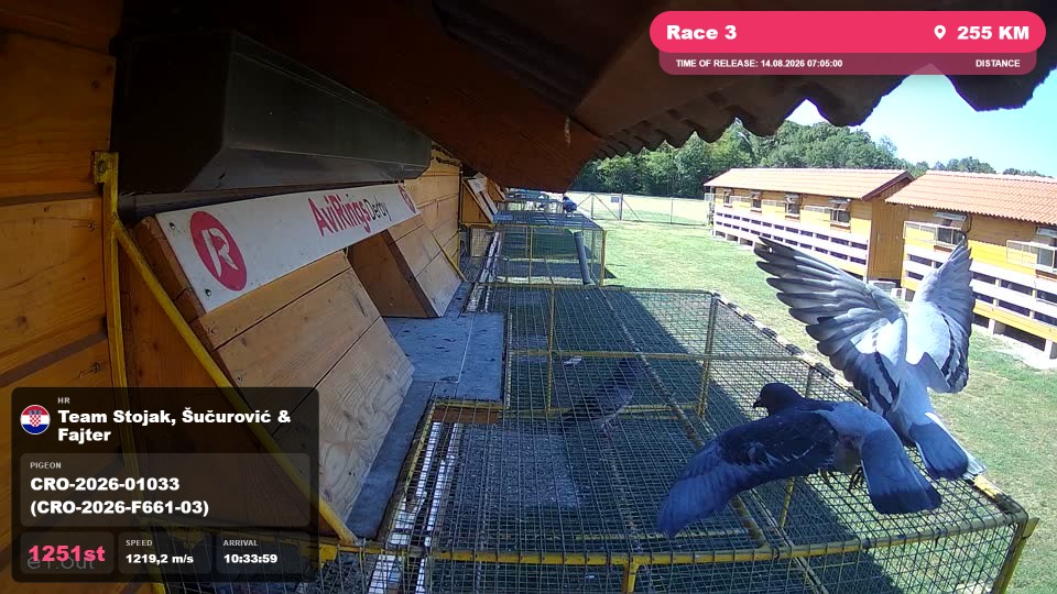 Pigeon Arrival Image For Race Race 3