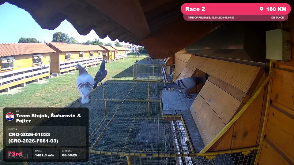 Pigeon Arrival Image For Race Race 2