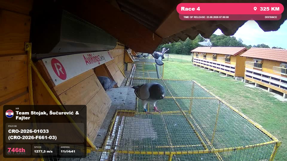 Pigeon Arrival Image For Race Race 4
